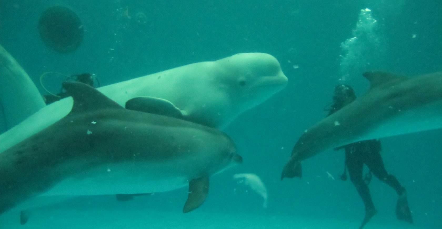 dolphinarium