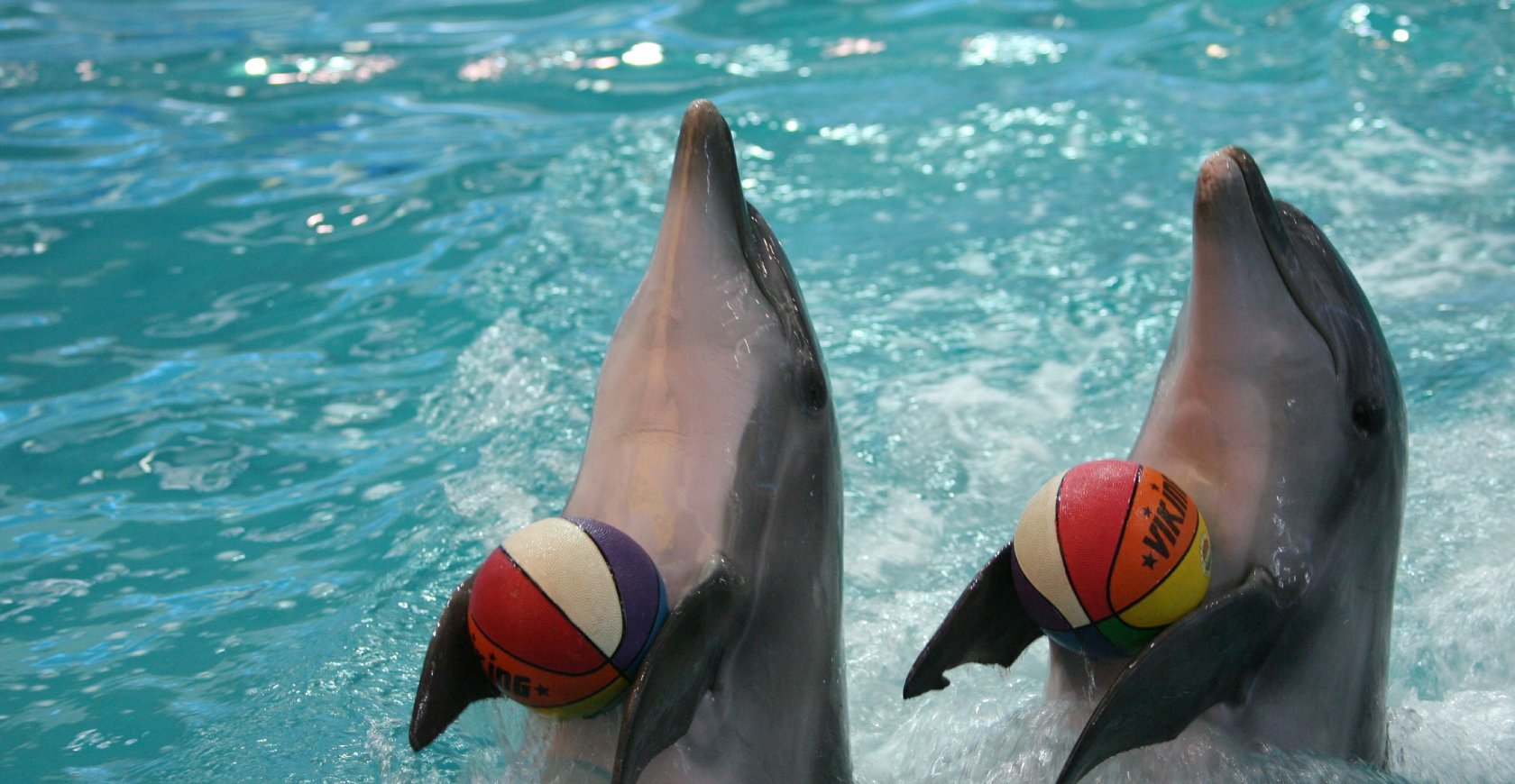 dolphinarium