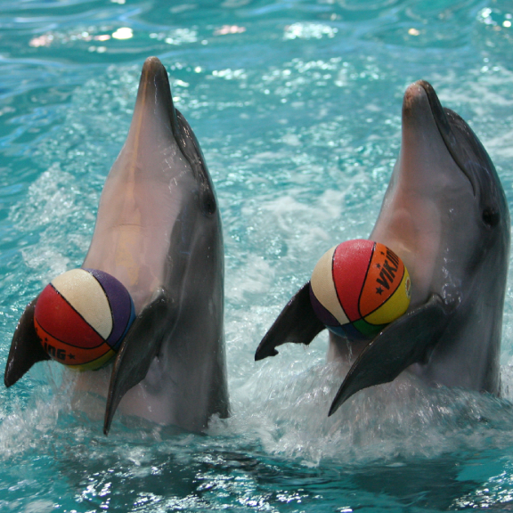 dolphinarium